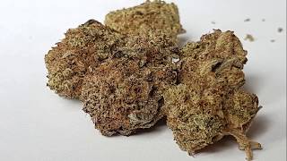 Strain Review - Agent Banana by ThugPug Genetics
