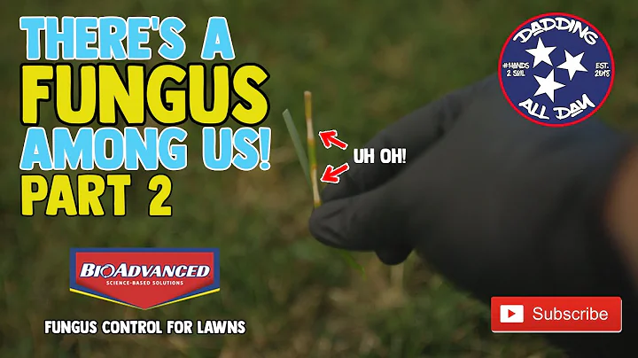 Treating Fungus in My Lawn Part 2 // BioAdvanced Fungus Control