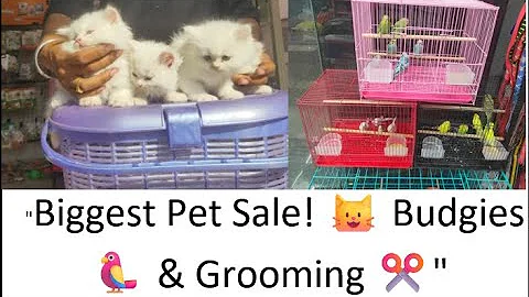 Watch the video about 🐱 Persian Kittens for Sale | Budgies Birds & Grooming Services ✂️🐦 Call 8791138756