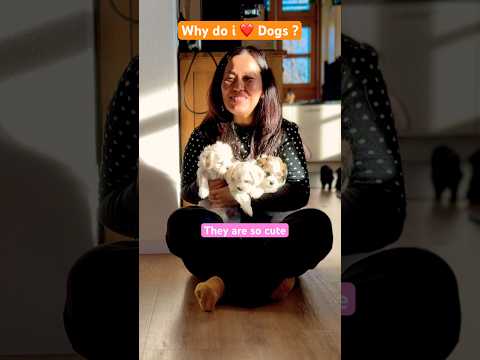 ❤️ Best movement with Puppies #bichonfrise #shihtzu #shichon #puppies