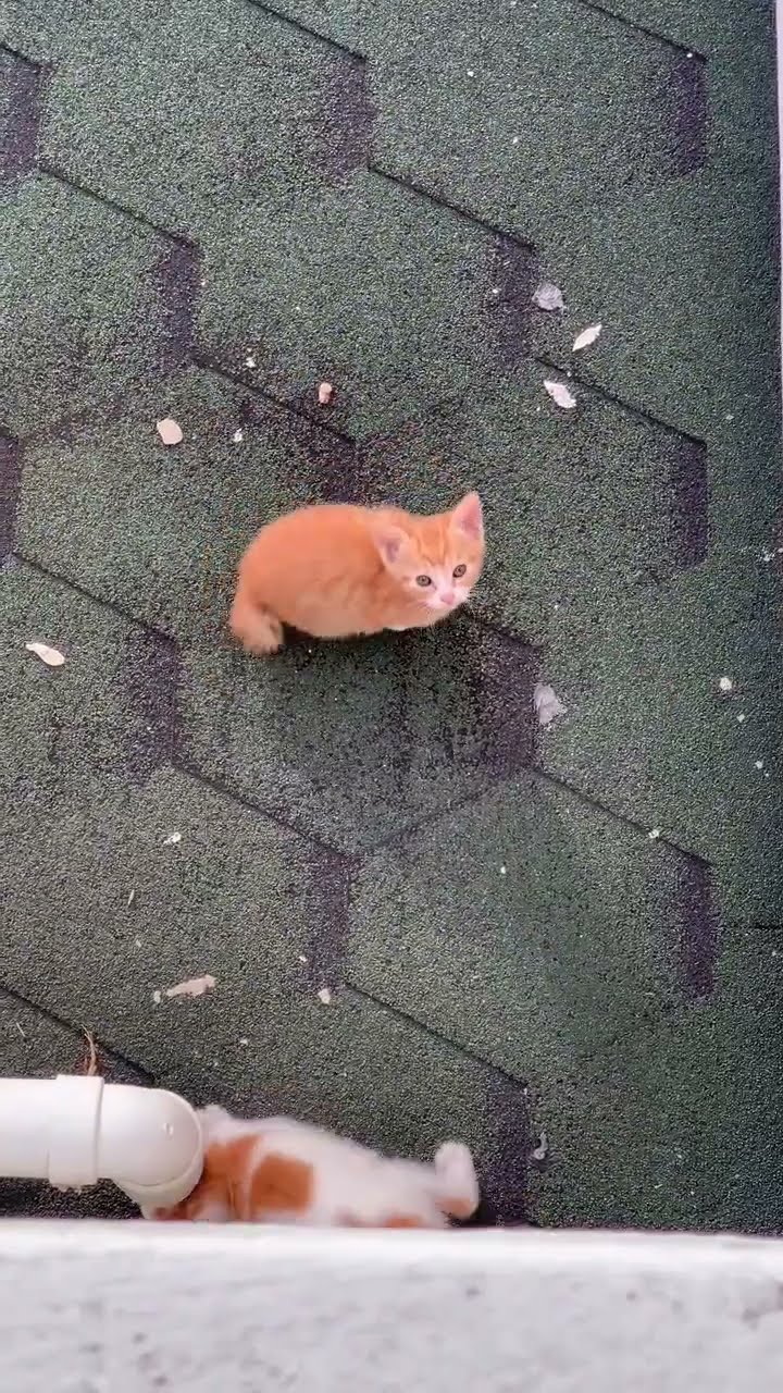 FUNNY  KITTEN ? ? ? ? ? ? ? ? ? ? ?