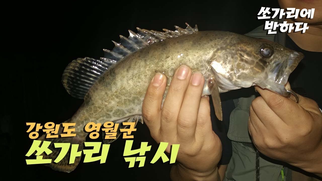 -쏘가리에 반하다- 강원도 영월군 가재골 쏘가리 낚시 (비온뒤 전투)