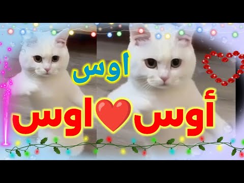 اغنية باسم اوس اغنية أوس اسم اوس اوس اوس اوس السعودية الجزائر لبنان الامارات المغرب تونس أوس