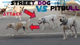 pitbull vs Street dogs | friendly pitbull with street dogs by dog war tv 414 views 2 years ago 1 minute, 12 seconds