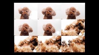 Mr. Sandman Dogs Compilation｜狗狗九宮格