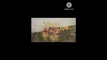 Don’t Egg the Fish (How to Basic)