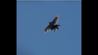 Hawk kills a pigeon. Ястреб убивает голубя.