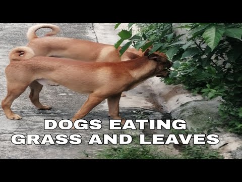 dog eating leaves and grass