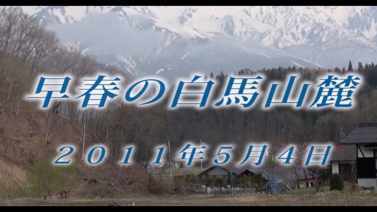 189 北アルプス白馬山麓5月 2011年5月4日 - 生物多様性体験保全センター 高山植物を主とした野生植物の映像集