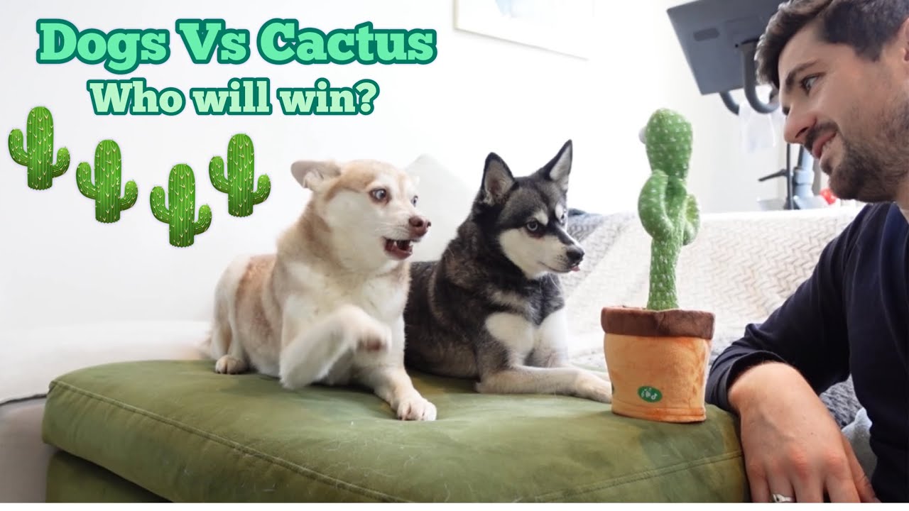Dramatic Mini Huskies React To Viral TikTok Dancing Cactus Part 1