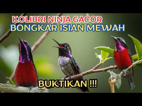 BUKTIKAN! Kolibri Ninja Gacor Bikin Betah Dengar
