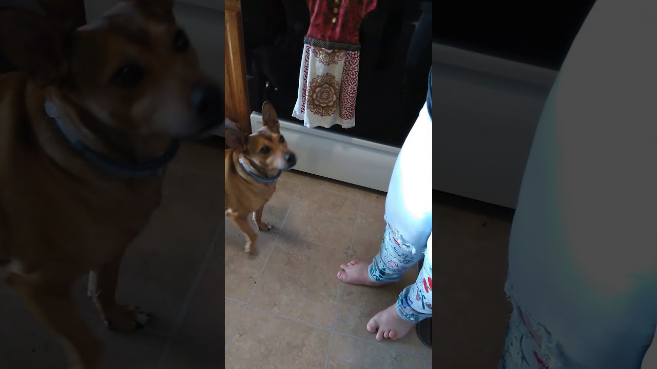 Moose wants to eat - YouTube