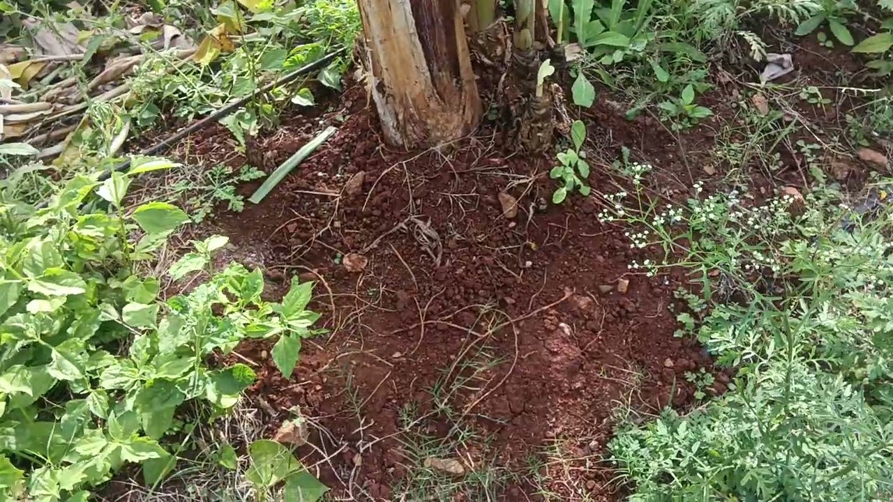 2, acres, for sale 1 acre 60, lakh negotiable Mysore to gundlupet NH 4,km, call 👉 9902559962