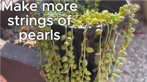 How to Propagate String of Pearls in Water | Easy Step-by-Step Guide