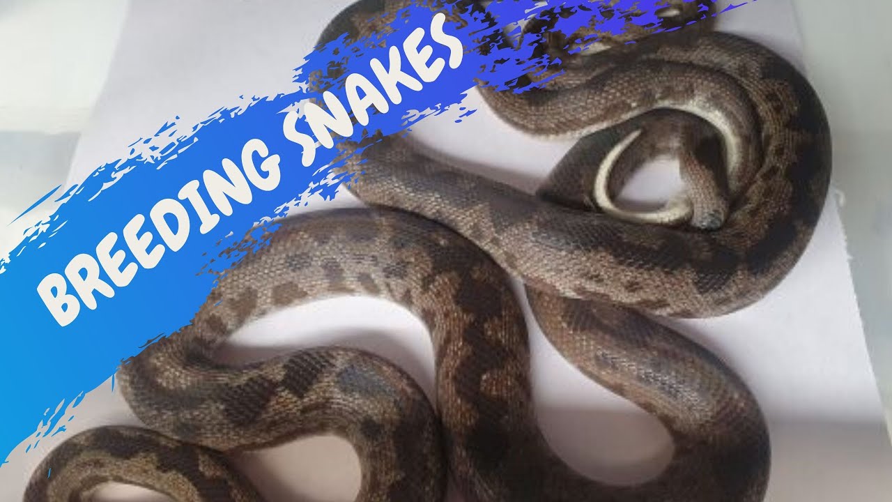 Breeding Snakes Crittacam Photo Inspiration