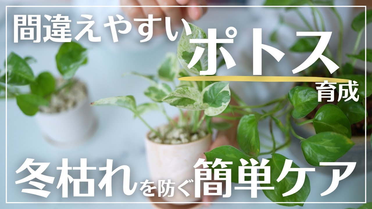【知らないと危険！】冬にポトスが枯れる原因はコレ