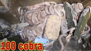 Kinh Hoàng ổ Rắn Hổ Mang Hàng 100 Con Lúc Nhúc Trong Bể Nước Bỏ Hoang, King Cobra