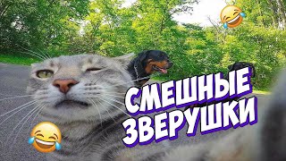 🤣ЛУЧШИЕ ПРИКОЛЫ С ЖИВОТНЫМИ | НОВЫЕ ПРИКОЛЫ С КОТАМИ, СОБАКАМИ | СМЕШНЫЕ ЖИВОТНЫЕ #9🤣🤣🤣