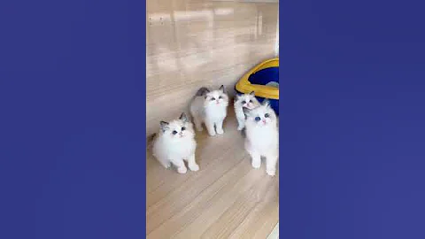 Watch the video about 🐱 Ragdoll Sisters' Teaser Wand Frenzy! 😺🪄 [Double the Cuteness]#cat #cutecat #cute #pets #pet