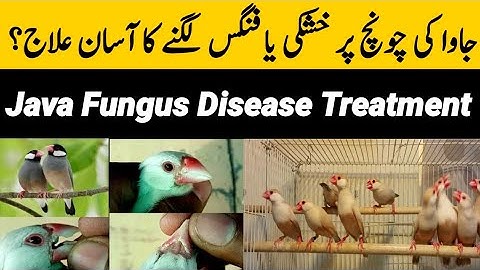 Java sparrow Fungus Treatment | How to Treat Java Sparrow | Java bird disease | Mini Zoo