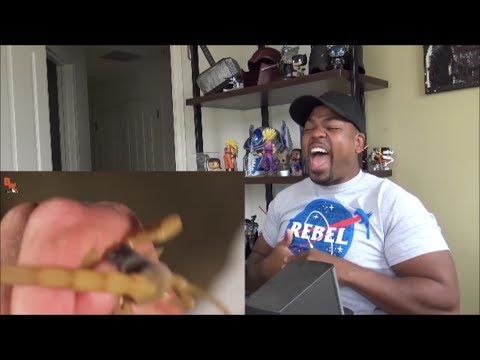 Which Scorpion Sting Is Worse! - Reaction!!!