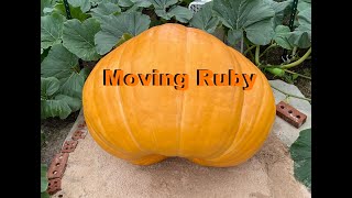 Moving Ruby the Giant Pumpkin