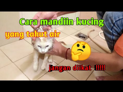 CARA MANDIIN KUCING YANG TAKUT AIR || TUTORIAL