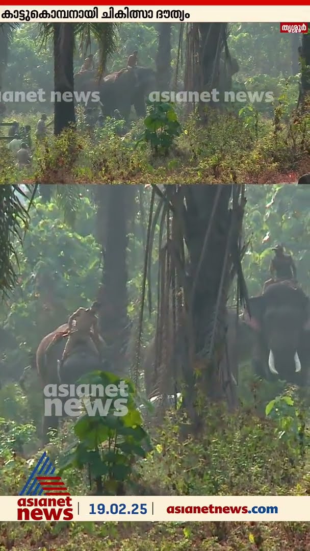 ഒരിക്കൽ കാടിനെ വിറപ്പിച്ചവർ ഇന്ന് കുങ്കികൾ, പരിക്കേറ്റ ആനയെ ഉയർത്തുമെന്ന് പ്രതീക്ഷ