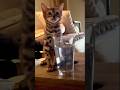 Lustige Katze trinkt Wasser #cats #cat #funny #katze #kitty #katzen #kätzchen #funnycats