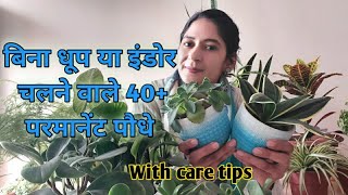 Indoor plants -plants name that can survive without sunlight,care tipबिना धूप चलने वाले पौधों के नाम