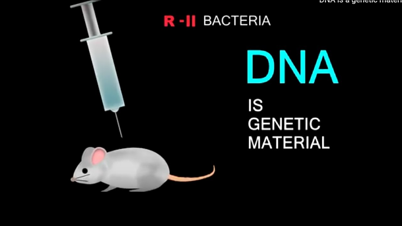 dna-is-a-genetic-material-griffith-experiment-biology-youtube