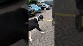 You don’t have to be perfect with my Great Dane Gozer#greatdanelove #greatdane #greatdaneworld