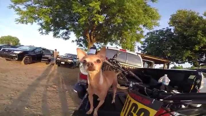 GoPro of Greg's Chihuahua at the Mountain Bike Races