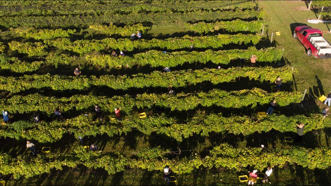 Volunteers help with emergency harvest