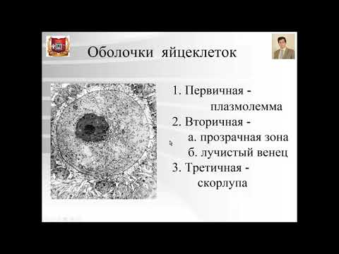 Лекция №2. Общая эмбриология. Лекции по гистологии.