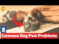 8 Common Dog Paw Problems that you must NOT IGNORE | How to care for your dog's Paws?
