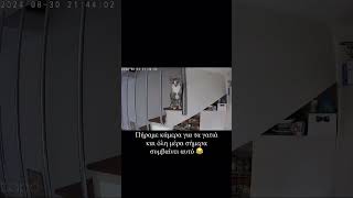 Πήραμε κάμερα για τα γατιά και όλη μέρα σήμερα συμβαίνει αυτό 😂 #κατοικιδια