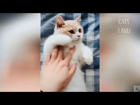الستات يوم الخميس زى القطط Women Are Like Cats