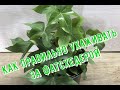 Фатсхедера. Особенности ухода