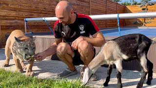 Puma Messi meets a little goat! We have a new roommate!