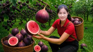 Timelapse -- Harvesting 1000 Kg Purple Fig On Tall Tree Goes To Market Sell Fig Salad Recipe