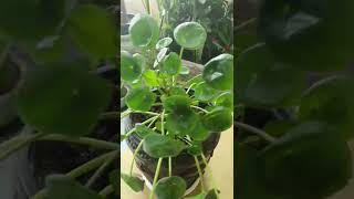 #Chinese Money Plant