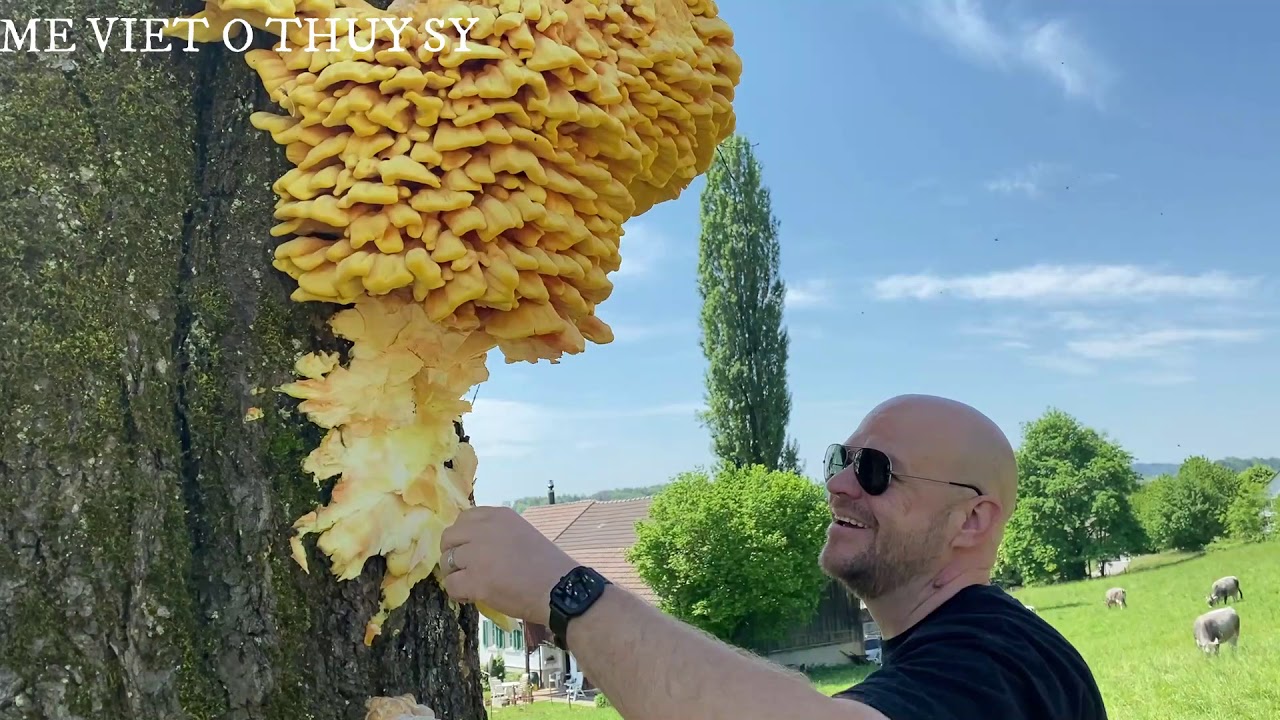 Thu hoạch nấm gà rừng khổng lồ HARVEST THE BIGGEST CHICKEN OF THE