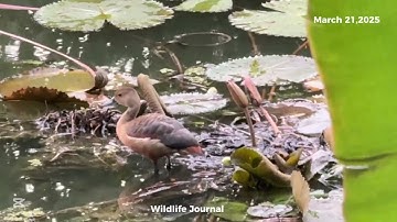 Birdwatching: Lesser Whistling Duck #duck #birds #bird #nature #ducks #wildlife #birdwatching
