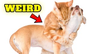 HOW TO UNDERSTAND YOUR CAT BETTER - CAT LANGUAGE by Known Pets 64 views 3 weeks ago 1 minute, 58 seconds