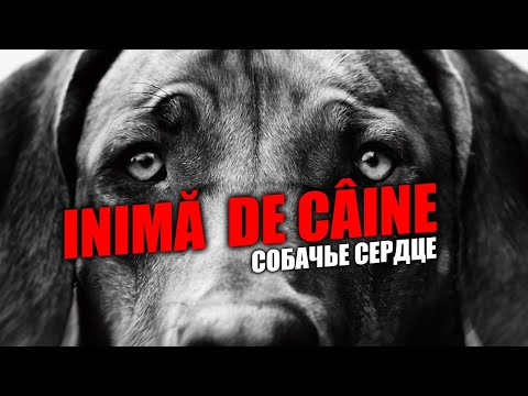 Video: Bloc De Inimă (complet) La Câini