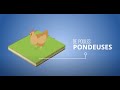 Lutter contre les nuisibles en levage de poules pondeuses