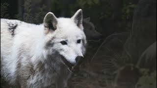 Download lagu 【男声四部合唱】旦那様とのラブラブ・ラブソング(Lv2からチートだった元勇者候補のまったり異世界ライフ OP) 歌ってみた/The Shubidovers