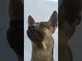 #viral