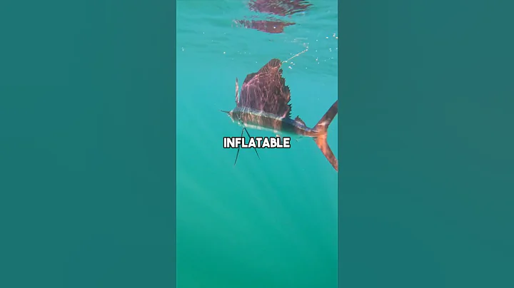 Huge King and SAILFISH caught from kayak! #fishingvideo #saltwaterfix #fishing #sailfishing